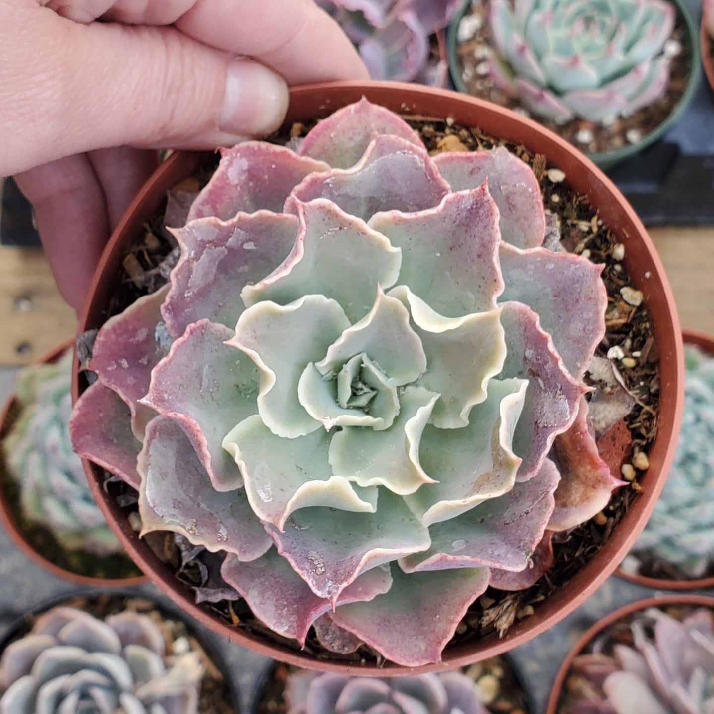 Echeveria 'Belen'